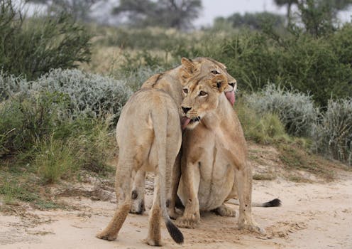 Jak Feromony Řídí Sociální Chování Koček s Jinými Zvířaty