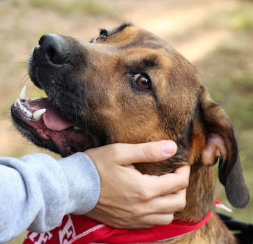 Jak Feromony Ovlivňují Vztahy Mezi Psy a Lidmi