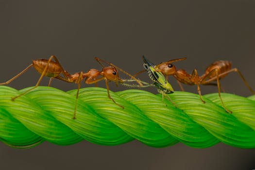 Jak Feromony Řídí Chování a Komunikaci Hmyzu