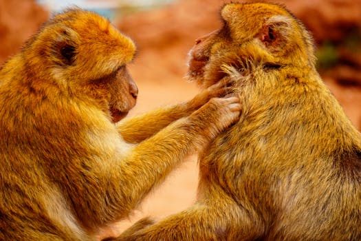 Feromony: Tajemství sociálního chování ve světě zvířat