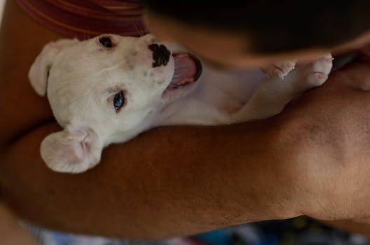 Jak Feromony Ovlivňují Vývoj a Chování Štěňat: Moderní Pohled