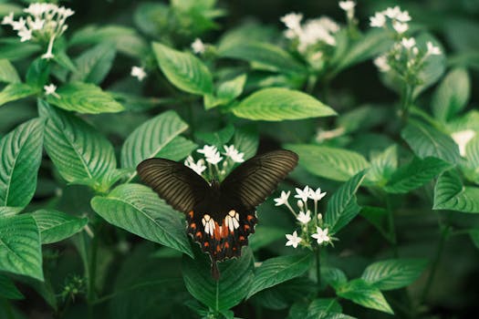 Pavoučí Feromony: Tajný Jazyk Přežití a Rozmnožování