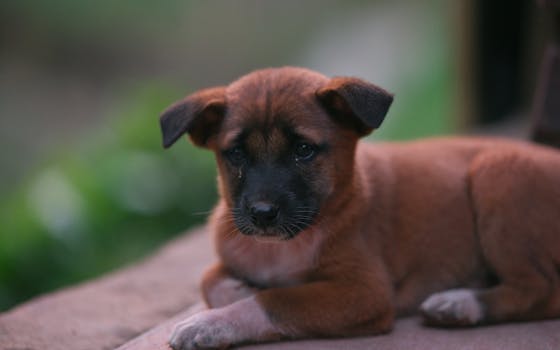 Nejlepší Feromony pro Kočky a Psy: Účinnost a Porovnání