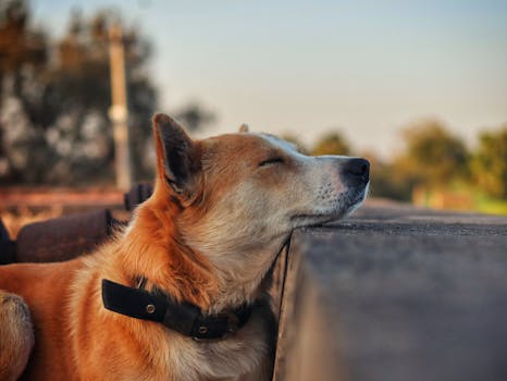 Jak Feromonové Obojky Pomáhají Psům s Separační Úzkostí?