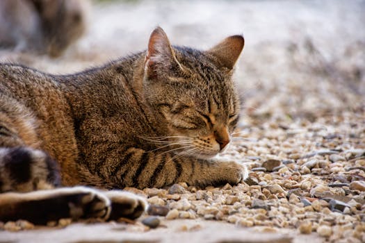 Jak efektivně zklidnit kočku: Průvodce výběrem feromonů