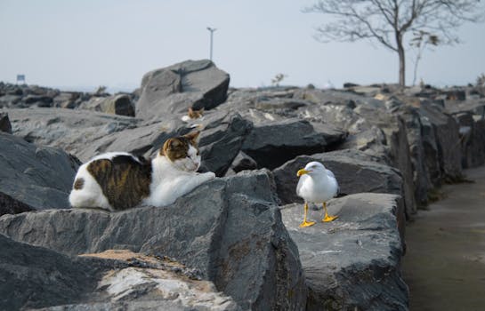 Jak Feromony Usnadňují Soužití Koček: Vědecké Pojednání