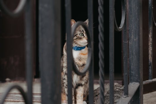 Účinnost Feromonových Obojků vs. Difuzérů pro Mazlíčky