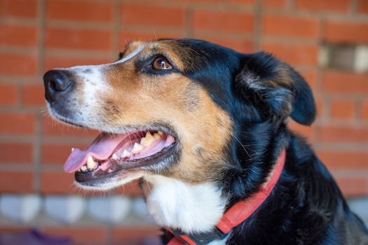 Pomocník pro spokojeného psa: Průvodce feromonovými obojky