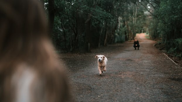 Jak feromony opravdu fungují: Průvodce pro majitele psů